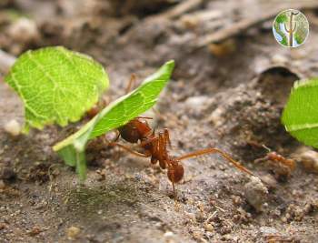 Leaf cutter ants