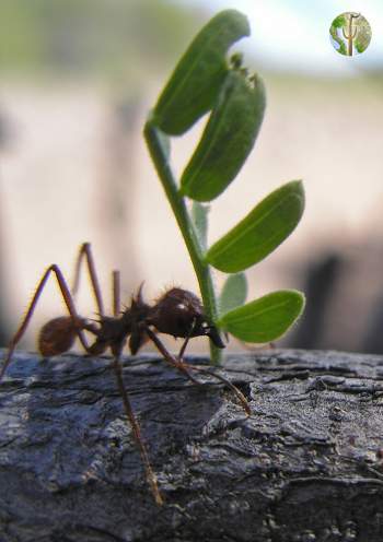 Leaf cutter ants carrying Acacia greggii