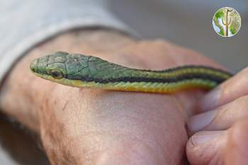 Leptophis diplotropis, pacific coast parrot snake