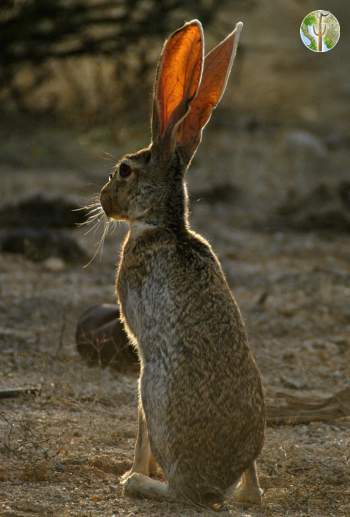 Lepus alleni, antelope jackrabbit