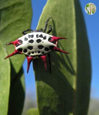 Mangrove spider with red spikes