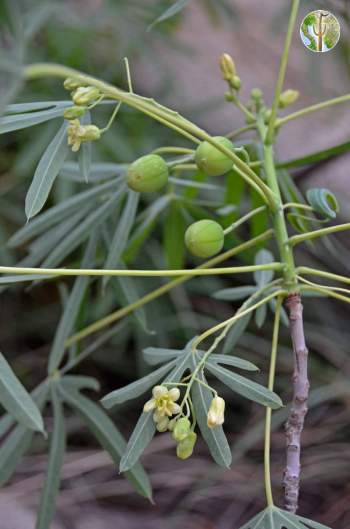 Manihot rubricaulis flower and fruit