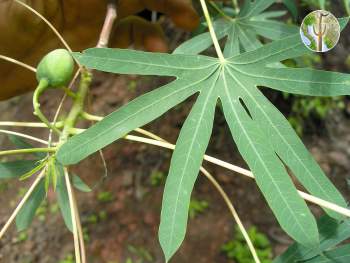 Manihot rubricaulis leaves and fruit