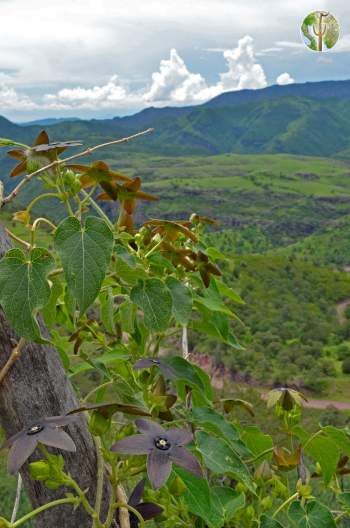 Matelea quercetorum with view