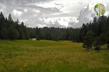 Meadow on Mt. Graham