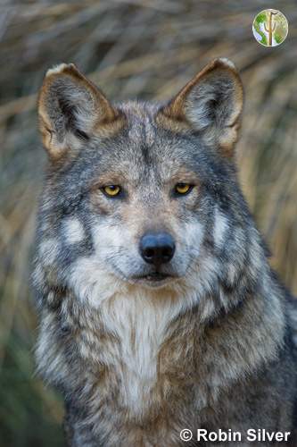 Mexican Gray Wolf © Robin Silver