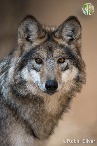 Mexican grey wolf