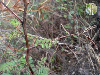 Mimosa dysocarpa