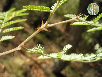 Mimosa grahamii leaves and thorns