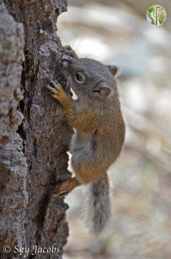 Mount Graham Red Squirrel