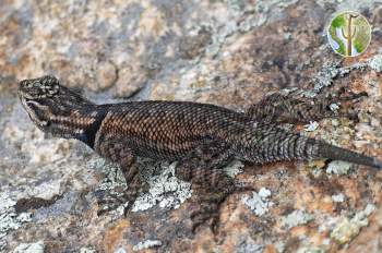 Mountain spiney lizard