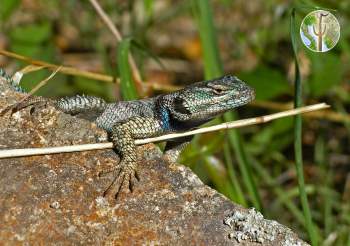 Sceloporus jarrovii, Yarrow's spiny lizard