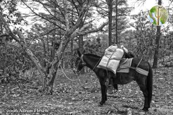 Pack mule loaded down for trip into the Sierra Madre