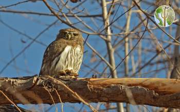 Northern Pygmy-owl