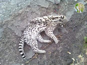 Ocelot road kill near Globe, Arizona