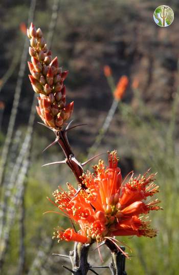 Ocotillo flowers