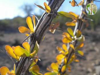 Ocotillo branch with leaves up-close