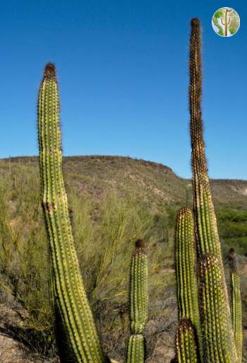 Frost damage on organ pipe