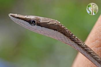 Oxybelis aeneus, brown vinesnake