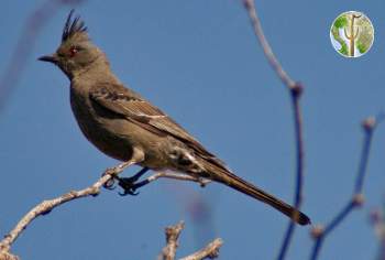 Phainopepla female