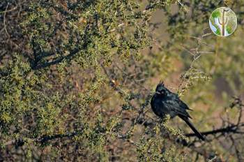 Phainopepla on Condalia globosa