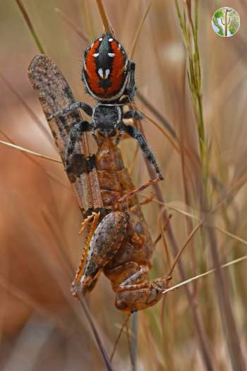 Phidippus carneus carrying trimerotropis pallidipennis (jumping spider eating grasshopper)