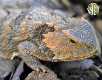 Phrynosoma hernandesi - greater short-horned lizard