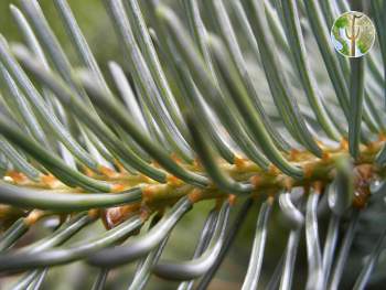 Picea engelmannii, Engelmann spruce