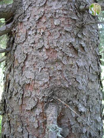 Picea engelmannii, Engelmann spruce