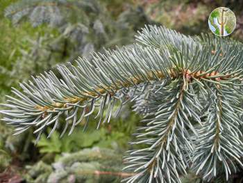 Picea engelmannii, Engelmann spruce