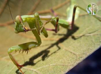 Praying mantis