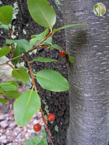 Prunus serotina, Arizona