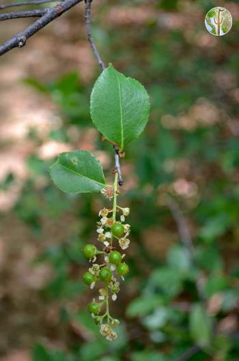 Prunus serotina