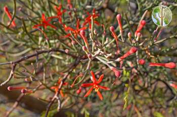 Psittacanthus sonorae in flower