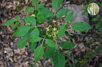 Ptelea trifoliata