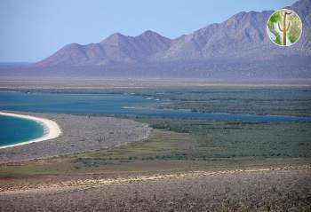 Punto Sargento estuary and mangrove swamp, Seri Coast