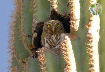 Cactus ferruginous pygmy-owl in saguaro