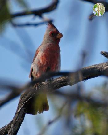 pyrrhuloxia