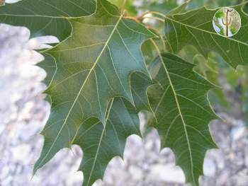 Quercus albocincta leaves