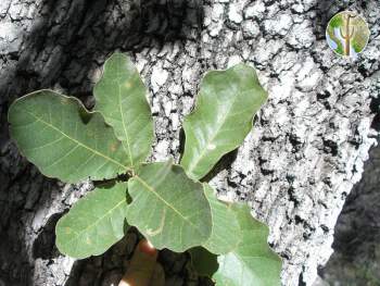 Quercus chihuahuensis leaves and bark