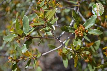 Quercus toumeyi with fresh leaves and young flower buds