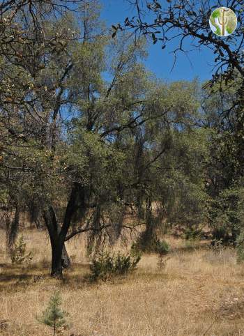 Quercus viminea forest in the Sierra Pinito