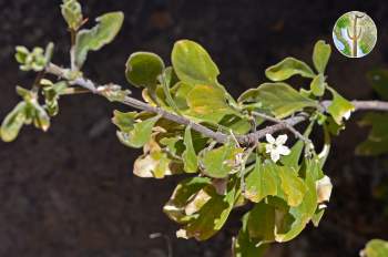 Randia sonorensis with flower