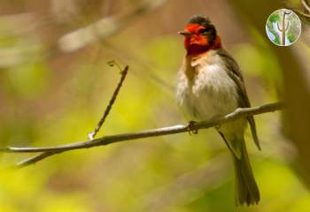 Red-faced warbler