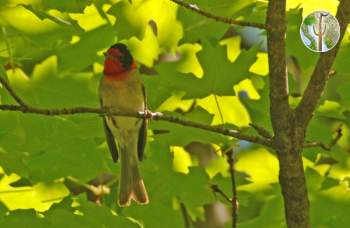 Red-faced warbler