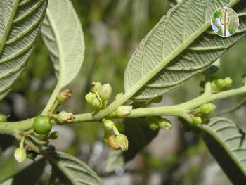 Rhamnus scopulorum