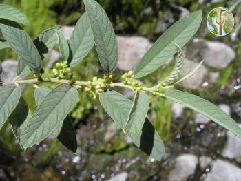 Rhamnus scopulorum