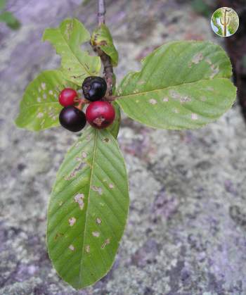 Rhamnus betulifolia with fruit