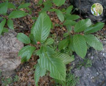 Rhamnus betulifolia