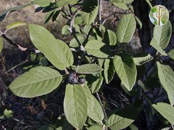 Rhamnus (Frangula) californica with fruit